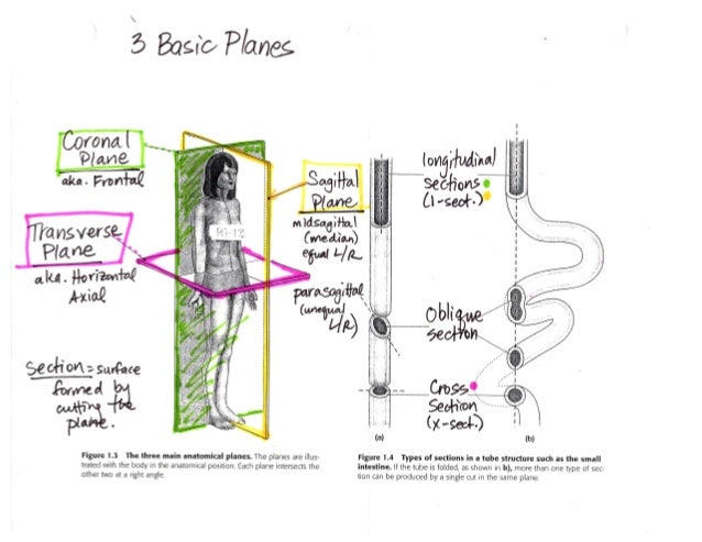 Body planes and sections