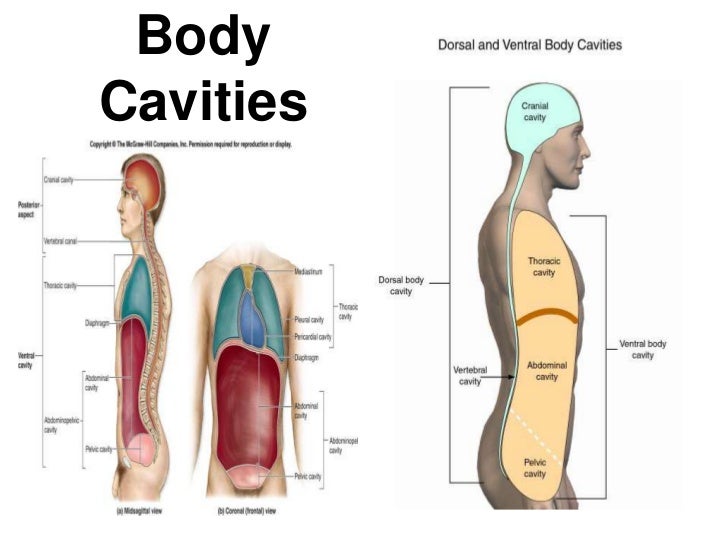 9 organs regions and their body planesdirectionscavities Body