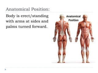 Body Planes movement, Positions and Direction.pptx