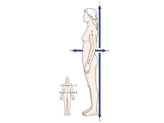 Medical Terminology - Body position | PPTX