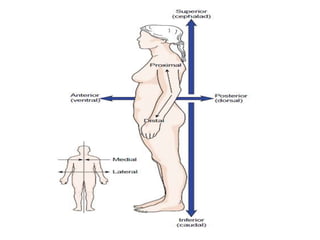 Medical Terminology - Body position | PPTX
