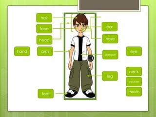 leg
arm
head
hand
nose
foot
hair
ear
stomach
mouth
eye
neck
face
shoulder
 