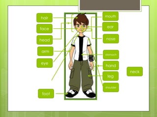 leg
arm
head
hand
nose
foot
hair
ear
stomach
mouth
eye
neck
face
shoulder
 