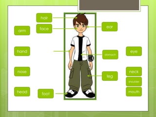 leg
arm
head
hand
nose
foot
hair
ear
stomach
mouth
eye
neck
face
shoulder
 