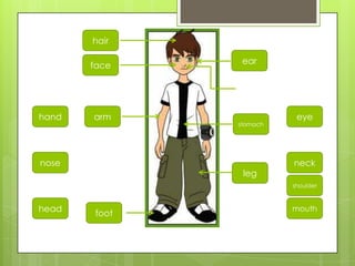 leg
arm
head
hand
nose
foot
hair
ear
stomach
mouth
eye
neck
face
shoulder
 