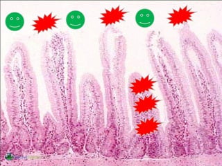 Dodaci ishrani.Dodaci ishrani. IIli lekovili lekovi
Biljna vlaknaBiljna vlakna
• Obogaćena biljnim vlaknima 17 vrsta
trava i lekovitog bilja, jabukovo sirće
• Regulišu rad želuca, creva i bubrega
• Na prirodan način čiste i revitalizuju
crevnu floru
• Pomažu boljoj apsorpciji hranljivih
materija i boljem izlučivanju otpadnih,
štetnih materija.
Dobro
=
Hranljive
materije
Loše
=
Toksini,
Bakterije
 
