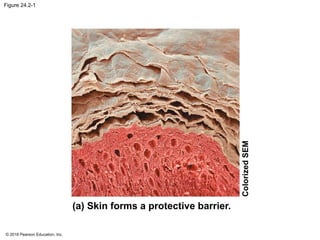 © 2016 Pearson Education, Inc.
Figure 24.2-1
(a) Skin forms a protective barrier.
Colorized
SEM
 