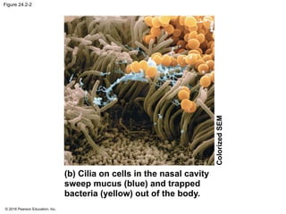 © 2016 Pearson Education, Inc.
Figure 24.2-2
(b) Cilia on cells in the nasal cavity
sweep mucus (blue) and trapped
bacteria (yellow) out of the body.
Colorized
SEM
 