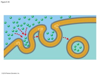 © 2016 Pearson Education, Inc.
Figure 5.18
 