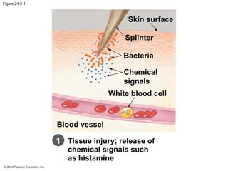 © 2016 Pearson Education, Inc.
Figure 24.3-1
Skin surface
Splinter
Bacteria
Chemical
signals
White blood cell
Blood vessel
Tissue injury; release of
chemical signals such
as histamine
1
 
