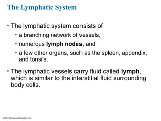 © 2016 Pearson Education, Inc.
The Lymphatic System
• The lymphatic system consists of
• a branching network of vessels,
• numerous lymph nodes, and
• a few other organs, such as the spleen, appendix,
and tonsils.
• The lymphatic vessels carry fluid called lymph,
which is similar to the interstitial fluid surrounding
body cells.
 