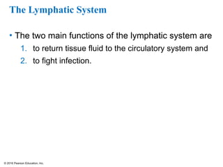 © 2016 Pearson Education, Inc.
The Lymphatic System
• The two main functions of the lymphatic system are
1. to return tissue fluid to the circulatory system and
2. to fight infection.
 