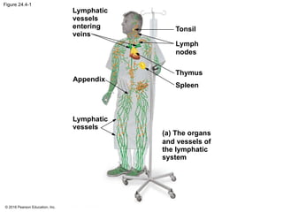 © 2016 Pearson Education, Inc.
Figure 24.4-1
Lymphatic
vessels
entering
veins
Tonsil
Lymph
nodes
Thymus
Spleen
(a) The organs
and vessels of
the lymphatic
system
Appendix
Lymphatic
vessels
 