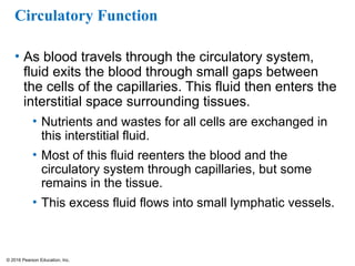 © 2016 Pearson Education, Inc.
Circulatory Function
• As blood travels through the circulatory system,
fluid exits the blood through small gaps between
the cells of the capillaries. This fluid then enters the
interstitial space surrounding tissues.
• Nutrients and wastes for all cells are exchanged in
this interstitial fluid.
• Most of this fluid reenters the blood and the
circulatory system through capillaries, but some
remains in the tissue.
• This excess fluid flows into small lymphatic vessels.
 