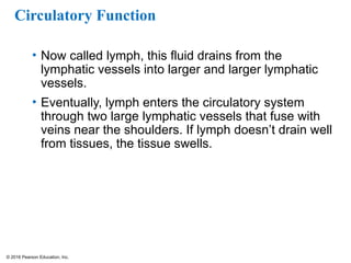 © 2016 Pearson Education, Inc.
Circulatory Function
• Now called lymph, this fluid drains from the
lymphatic vessels into larger and larger lymphatic
vessels.
• Eventually, lymph enters the circulatory system
through two large lymphatic vessels that fuse with
veins near the shoulders. If lymph doesn’t drain well
from tissues, the tissue swells.
 