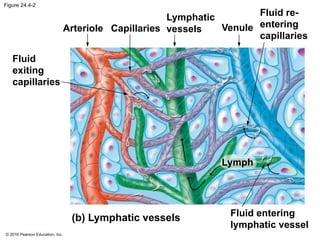 © 2016 Pearson Education, Inc.
Figure 24.4-2
Arteriole Capillaries Venule
Fluid re-
entering
capillaries
Fluid
exiting
capillaries
(b) Lymphatic vessels Fluid entering
lymphatic vessel
Lymph
Lymphatic
vessels
 