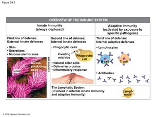 © 2016 Pearson Education, Inc.
Figure 24.1
OVERVIEW OF THE IMMUNE SYSTEM
Innate Immunity
(always deployed)
Adaptive Immunity
(activated by exposure to
specific pathogens)
Third line of defense:
Internal adaptive defenses
• Lymphocytes
B cell T cell
• Antibodies
Lymph
node
The Lymphatic System
(involved in internal innate immunity
and adaptive immunity)
• Natural killer cells
• Defensive proteins
• Inflammatory response
Invading
microbe
• Phagocytic cells
Phagocytic
cell
First line of defense:
External innate defenses
• Skin
• Secretions
• Mucous membranes
Colorized
SEM
Mucus-
producing
cells
Cilia
Second line of defense:
Internal innate defenses
 