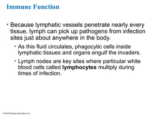© 2016 Pearson Education, Inc.
Immune Function
• Because lymphatic vessels penetrate nearly every
tissue, lymph can pick up pathogens from infection
sites just about anywhere in the body.
• As this fluid circulates, phagocytic cells inside
lymphatic tissues and organs engulf the invaders.
• Lymph nodes are key sites where particular white
blood cells called lymphocytes multiply during
times of infection.
 