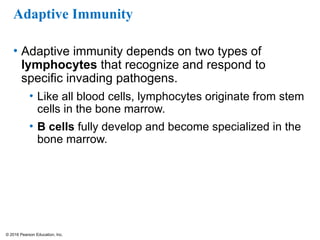 © 2016 Pearson Education, Inc.
Adaptive Immunity
• Adaptive immunity depends on two types of
lymphocytes that recognize and respond to
specific invading pathogens.
• Like all blood cells, lymphocytes originate from stem
cells in the bone marrow.
• B cells fully develop and become specialized in the
bone marrow.
 
