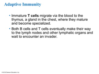 © 2016 Pearson Education, Inc.
Adaptive Immunity
• Immature T cells migrate via the blood to the
thymus, a gland in the chest, where they mature
and become specialized.
• Both B cells and T cells eventually make their way
to the lymph nodes and other lymphatic organs and
wait to encounter an invader.
 