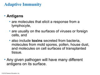 © 2016 Pearson Education, Inc.
Adaptive Immunity
• Antigens
• are molecules that elicit a response from a
lymphocyte,
• are usually on the surfaces of viruses or foreign
cells, and
• also include toxins secreted from bacteria,
molecules from mold spores, pollen, house dust,
and molecules on cell surfaces of transplanted
tissue.
• Any given pathogen will have many different
antigens on its surface.
 