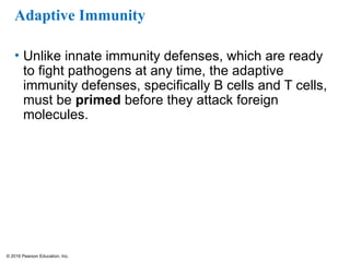 © 2016 Pearson Education, Inc.
Adaptive Immunity
• Unlike innate immunity defenses, which are ready
to fight pathogens at any time, the adaptive
immunity defenses, specifically B cells and T cells,
must be primed before they attack foreign
molecules.
 