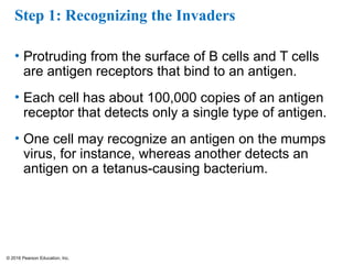 © 2016 Pearson Education, Inc.
Step 1: Recognizing the Invaders
• Protruding from the surface of B cells and T cells
are antigen receptors that bind to an antigen.
• Each cell has about 100,000 copies of an antigen
receptor that detects only a single type of antigen.
• One cell may recognize an antigen on the mumps
virus, for instance, whereas another detects an
antigen on a tetanus-causing bacterium.
 
