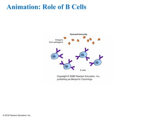 © 2016 Pearson Education, Inc.
Animation: Role of B Cells
 
