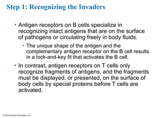 © 2016 Pearson Education, Inc.
Step 1: Recognizing the Invaders
• Antigen receptors on B cells specialize in
recognizing intact antigens that are on the surface
of pathogens or circulating freely in body fluids.
• The unique shape of the antigen and the
complementary antigen receptor on the B cell results
in a lock-and-key fit that activates the B cell.
• In contrast, antigen receptors on T cells only
recognize fragments of antigens, and the fragments
must be displayed, or presented, on the surface of
body cells by special proteins before T cells are
activated.
 