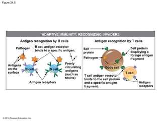 © 2016 Pearson Education, Inc.
Figure 24.5
ADAPTIVE IMMUNITY: RECOGNIZING INVADERS
Antigen recognition by B cells
Pathogen
Antigen receptors
Antigen recognition by T cells
Pathogen
Body cell
T cell
Antigen
receptors
B cell B cell
Self
protein
Self protein
displaying a
foreign antigen
fragment
T cell antigen receptor
binds to the self protein
and a specific antigen
fragment.
Freely
circulating
antigens
(such as
toxins)
B cell antigen receptor
binds to a specific antigen.
Antigens
on the
surface
 