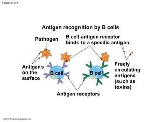 © 2016 Pearson Education, Inc.
Figure 24.5-1
Antigen recognition by B cells
Pathogen
Antigen receptors
B cell B cell
B cell antigen receptor
binds to a specific antigen.
Freely
circulating
antigens
(such as
toxins)
Antigens
on the
surface
 
