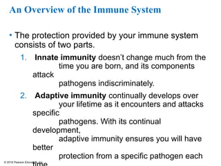 © 2016 Pearson Education, Inc.
An Overview of the Immune System
• The protection provided by your immune system
consists of two parts.
1. Innate immunity doesn’t change much from the
time you are born, and its components
attack
pathogens indiscriminately.
2. Adaptive immunity continually develops over
your lifetime as it encounters and attacks
specific
pathogens. With its continual
development,
adaptive immunity ensures you will have
better
protection from a specific pathogen each
 