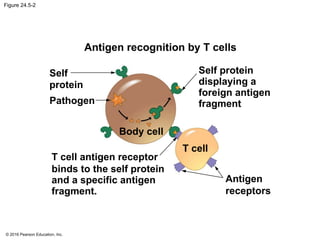 © 2016 Pearson Education, Inc.
Figure 24.5-2
Antigen recognition by T cells
Self
protein
Pathogen
T cell antigen receptor
binds to the self protein
and a specific antigen
fragment.
Body cell
T cell
Antigen
receptors
Self protein
displaying a
foreign antigen
fragment
 