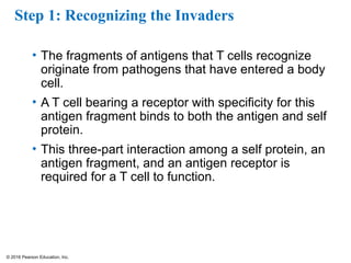 © 2016 Pearson Education, Inc.
Step 1: Recognizing the Invaders
• The fragments of antigens that T cells recognize
originate from pathogens that have entered a body
cell.
• A T cell bearing a receptor with specificity for this
antigen fragment binds to both the antigen and self
protein.
• This three-part interaction among a self protein, an
antigen fragment, and an antigen receptor is
required for a T cell to function.
 