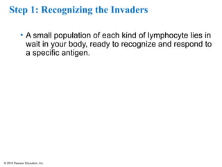 © 2016 Pearson Education, Inc.
Step 1: Recognizing the Invaders
• A small population of each kind of lymphocyte lies in
wait in your body, ready to recognize and respond to
a specific antigen.
 