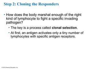 © 2016 Pearson Education, Inc.
Step 2: Cloning the Responders
• How does the body marshal enough of the right
kind of lymphocyte to fight a specific invading
pathogen?
• The key is a process called clonal selection.
• At first, an antigen activates only a tiny number of
lymphocytes with specific antigen receptors.
 