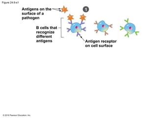 © 2016 Pearson Education, Inc.
Figure 24.6-s1
1
Antigens on the
surface of a
pathogen
B cells that
recognize
different
antigens Antigen receptor
on cell surface
 