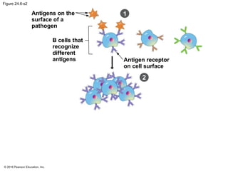 © 2016 Pearson Education, Inc.
Figure 24.6-s2
2
Antigens on the
surface of a
pathogen
B cells that
recognize
different
antigens Antigen receptor
on cell surface
1
 