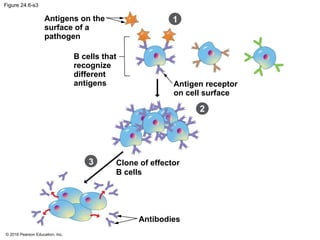 © 2016 Pearson Education, Inc.
Figure 24.6-s3
2
3 Clone of effector
B cells
Antibodies
Antigens on the
surface of a
pathogen
B cells that
recognize
different
antigens Antigen receptor
on cell surface
1
 