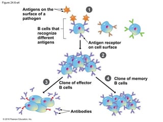 © 2016 Pearson Education, Inc.
Figure 24.6-s4
Antigens on the
surface of a
pathogen
Antigen receptor
on cell surface
2
Clone of effector
B cells
Antibodies
4 Clone of memory
B cells
B cells that
recognize
different
antigens
3
1
 