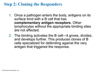 © 2016 Pearson Education, Inc.
Step 2: Cloning the Responders
1. Once a pathogen enters the body, antigens on its
surface bind with a B cell that has
complementary antigen receptors. Other
lymphocytes without the appropriate binding sites
are not affected.
2. The binding activates the B cell—it grows, divides,
and develops further. This produces clones of B
cells specialized for defending against the very
antigen that triggered the response.
 