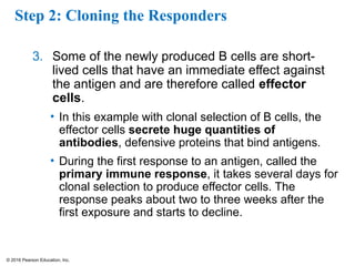 © 2016 Pearson Education, Inc.
Step 2: Cloning the Responders
3. Some of the newly produced B cells are short-
lived cells that have an immediate effect against
the antigen and are therefore called effector
cells.
• In this example with clonal selection of B cells, the
effector cells secrete huge quantities of
antibodies, defensive proteins that bind antigens.
• During the first response to an antigen, called the
primary immune response, it takes several days for
clonal selection to produce effector cells. The
response peaks about two to three weeks after the
first exposure and starts to decline.
 