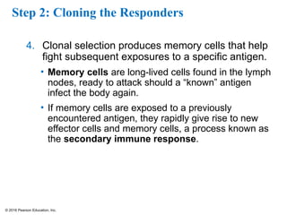 © 2016 Pearson Education, Inc.
Step 2: Cloning the Responders
4. Clonal selection produces memory cells that help
fight subsequent exposures to a specific antigen.
• Memory cells are long-lived cells found in the lymph
nodes, ready to attack should a “known” antigen
infect the body again.
• If memory cells are exposed to a previously
encountered antigen, they rapidly give rise to new
effector cells and memory cells, a process known as
the secondary immune response.
 