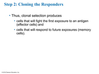 © 2016 Pearson Education, Inc.
Step 2: Cloning the Responders
• Thus, clonal selection produces
• cells that will fight the first exposure to an antigen
(effector cells) and
• cells that will respond to future exposures (memory
cells).
 
