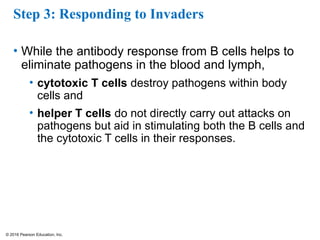 © 2016 Pearson Education, Inc.
Step 3: Responding to Invaders
• While the antibody response from B cells helps to
eliminate pathogens in the blood and lymph,
• cytotoxic T cells destroy pathogens within body
cells and
• helper T cells do not directly carry out attacks on
pathogens but aid in stimulating both the B cells and
the cytotoxic T cells in their responses.
 