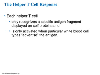 © 2016 Pearson Education, Inc.
The Helper T Cell Response
• Each helper T cell
• only recognizes a specific antigen fragment
displayed on self proteins and
• is only activated when particular white blood cell
types “advertise” the antigen.
 