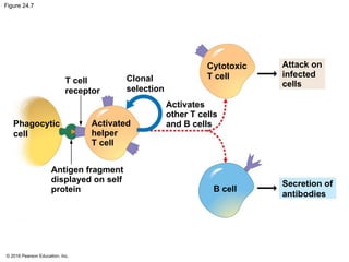© 2016 Pearson Education, Inc.
Figure 24.7
T cell
receptor
Clonal
selection
Cytotoxic
T cell
Activates
other T cells
and B cells
Attack on
infected
cells
Activated
helper
T cell
Phagocytic
cell
Antigen fragment
displayed on self
protein B cell
Secretion of
antibodies
 