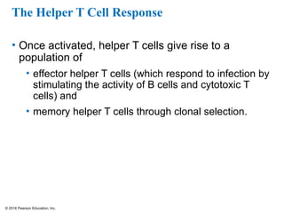 © 2016 Pearson Education, Inc.
The Helper T Cell Response
• Once activated, helper T cells give rise to a
population of
• effector helper T cells (which respond to infection by
stimulating the activity of B cells and cytotoxic T
cells) and
• memory helper T cells through clonal selection.
 