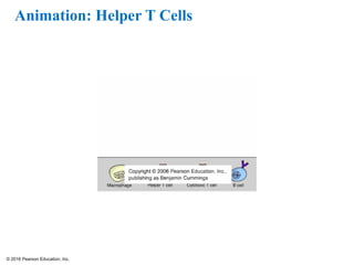 © 2016 Pearson Education, Inc.
Animation: Helper T Cells
 