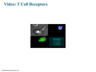 © 2016 Pearson Education, Inc.
Video: T Cell Receptors
 
